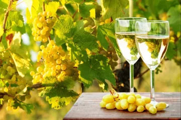 Vermentino - italské bílé víno Vermentino - italské bílé víno