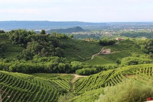 Italská vinice Italská vinice