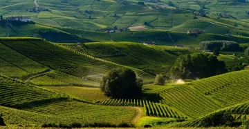 Langhe
