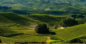 Langhe Langhe