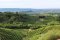 Italská vinice