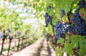 Sicilská odrůda Nero d´Avola