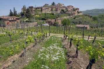 Greve in Chianti