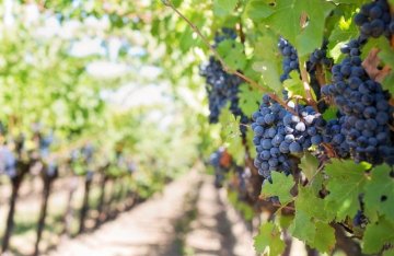 Sicilská odrůda Nero d´Avola Sicilská odrůda Nero d´Avola