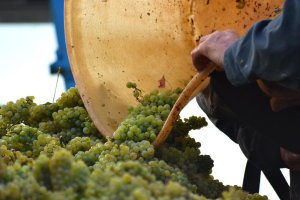 Výroba vína - moštování