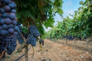 Odrůda Susumaniello