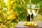 Vermentino - italské bílé víno